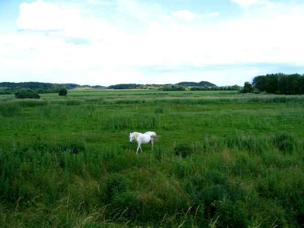Pferd in freier Wildbahn