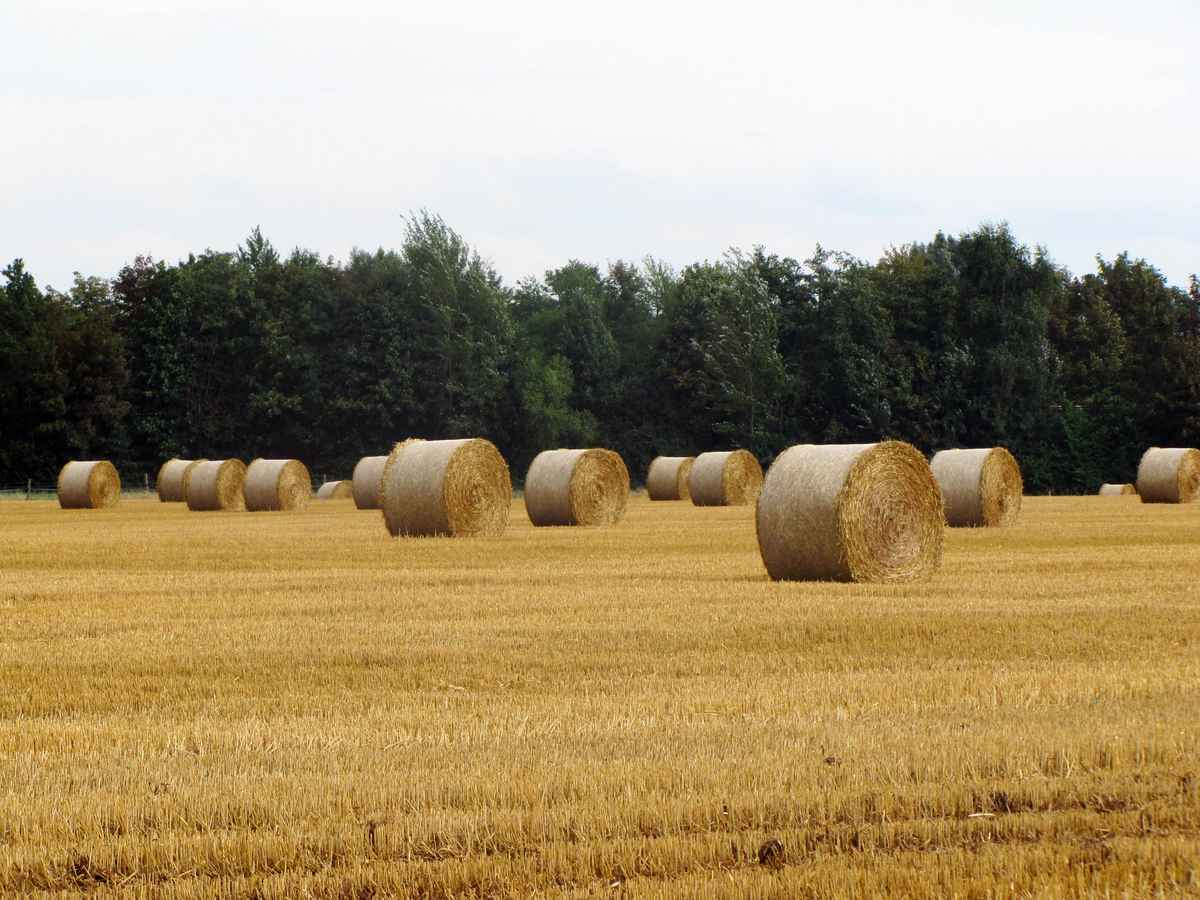 Ernte in Braunschweig