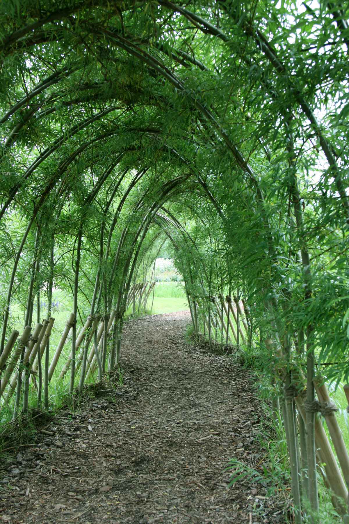 Weidentunnel