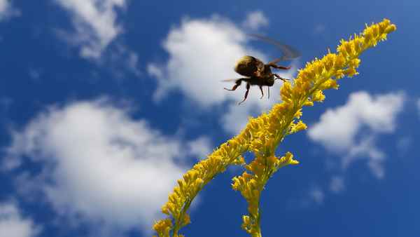 Hummel im Anflug