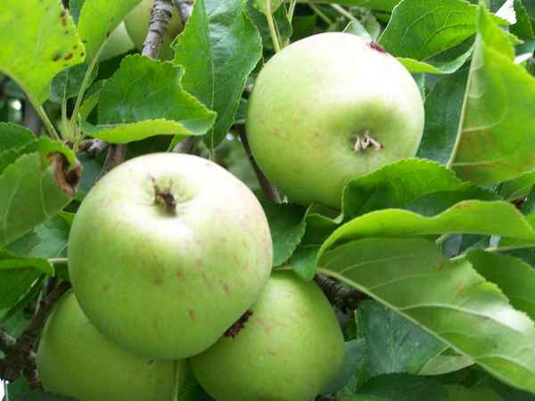Äpfel 2008 -2