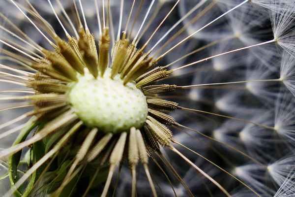 pusteblume