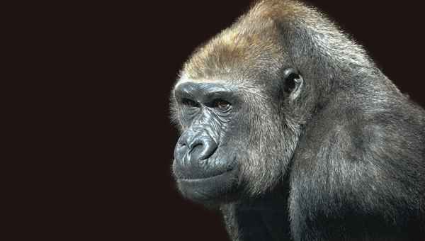 Gorilla