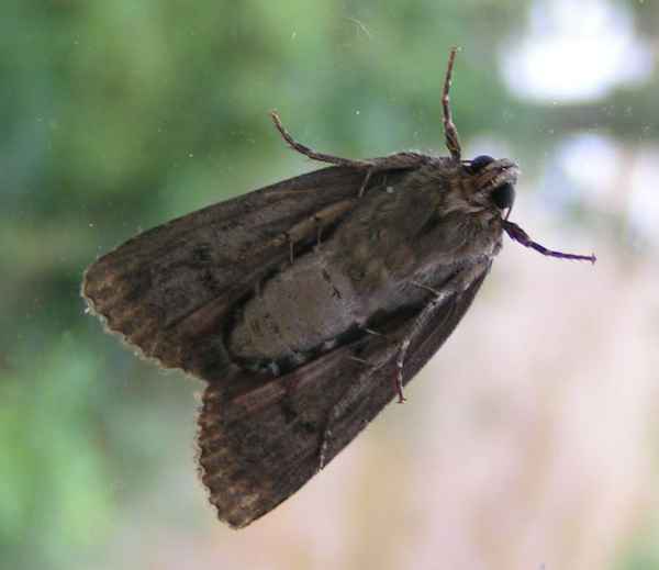 Zuschauer