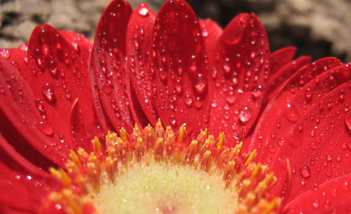 Gerberablüte