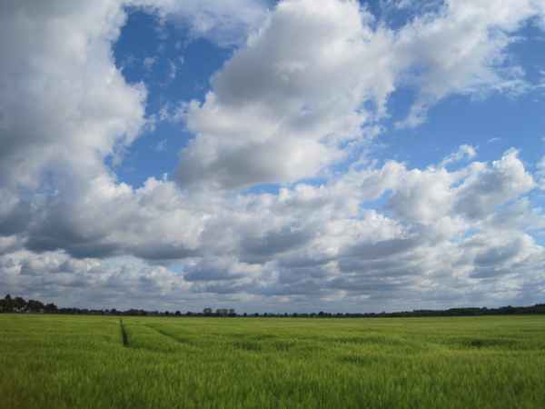 Wolken überm Kornfeld
