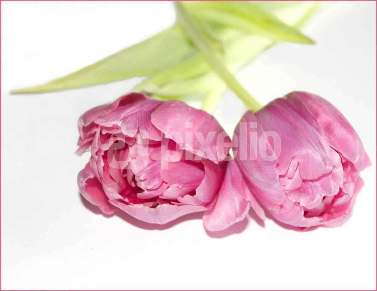 SAG ES MIT BLUMEN IV