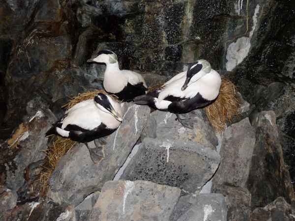 Vögel der Arktis 1