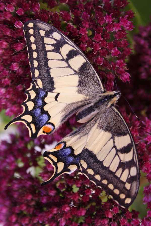 Schmetterling