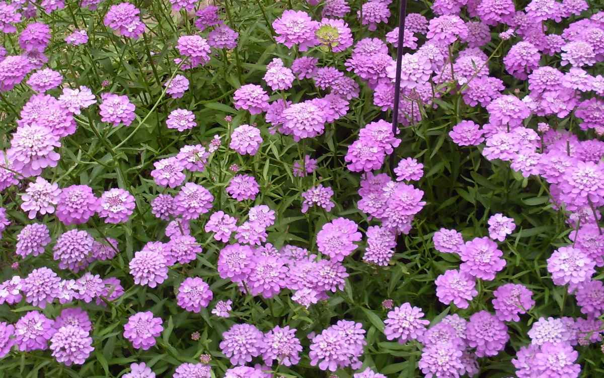 Schleifenblumen-Traum in lila