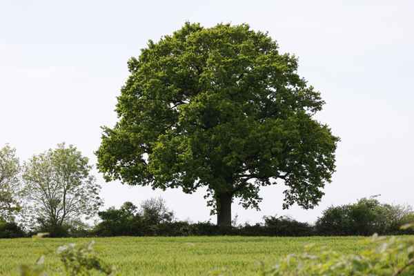 Stieleiche im Fr&uuml;hsommer