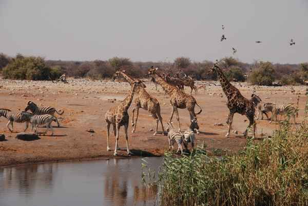 Etosha Nationalpark