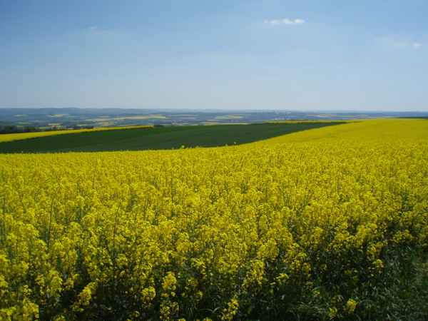 Endlose Rapsfelder