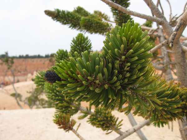 Makroaufnahme einer Grannenkiefer im Bryce Canyon