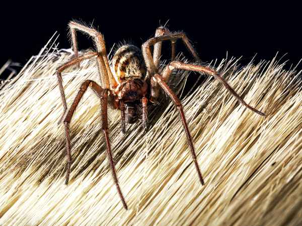 Pfui Spinne_2