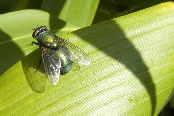 Schmeissfliege