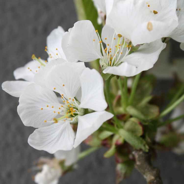 Weiße Kirschblüten