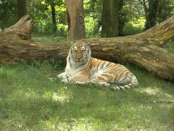 Tiger im Bronx Zoo 2 (das beste der 3 Bilder, sieht man nur nach dem runterladen ;-) )