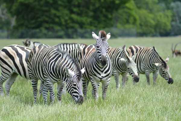 Knuthenborg-Safaripark auf Lolland