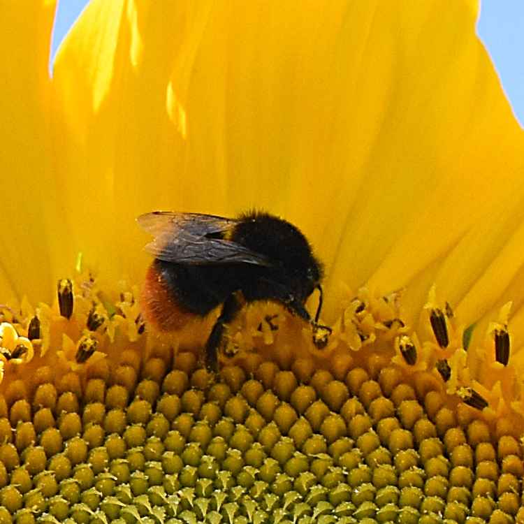 Sonnenblume und Hummel