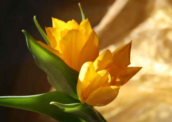 Tulpen romantisch