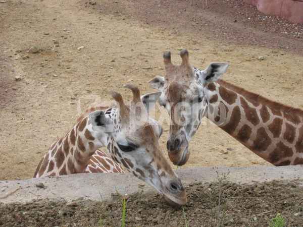 Neugierige Giraffen