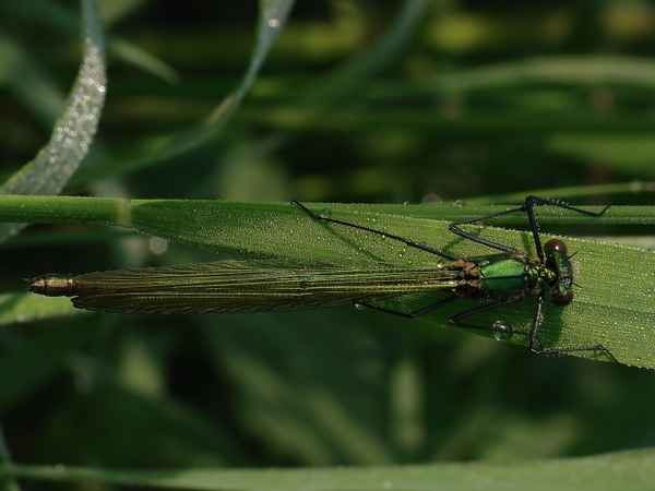 Grüne Libelle