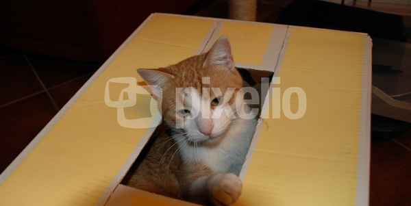 Kater in der Kiste