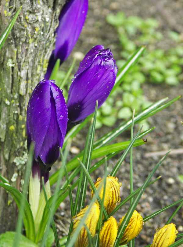 Krokusse nach dem Regen