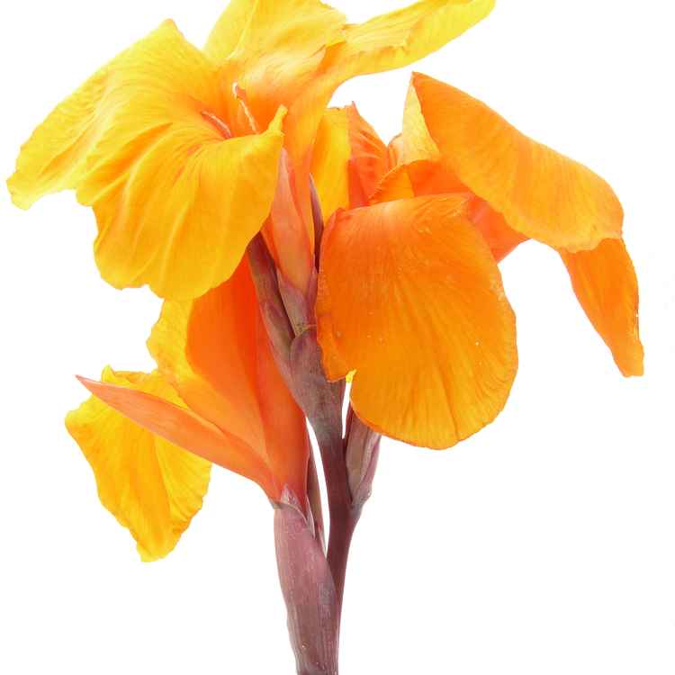 Blume