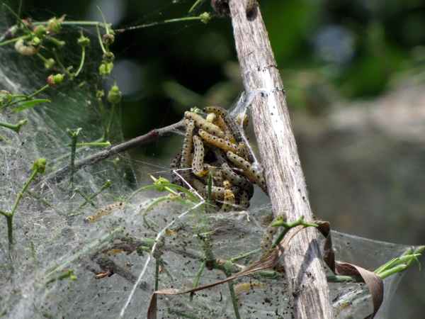Schädlingsbefall an Pfaffenhütchen