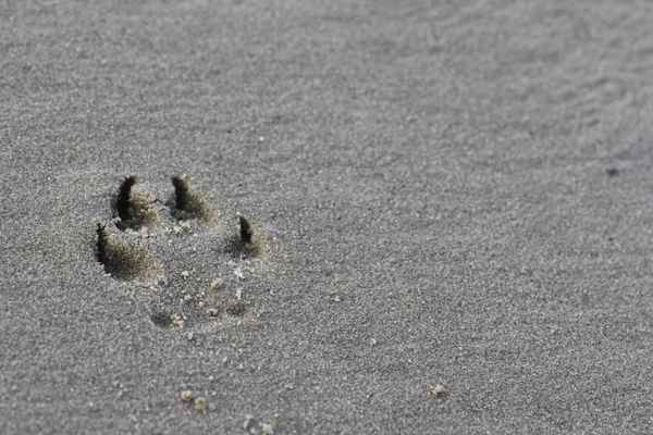 Pfotenabdruck vom Hund
