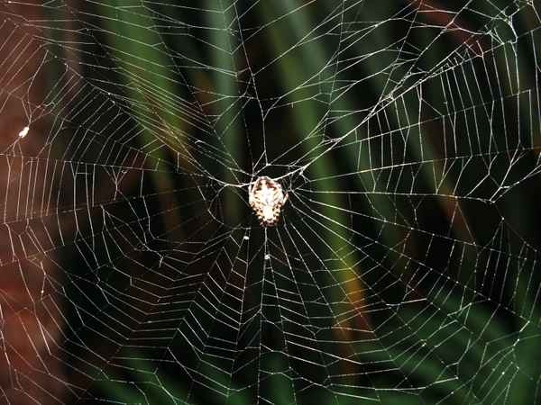 Im Zentrum des Netzes