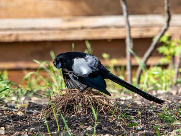 Diese verdammten Flöhe ...
