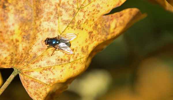 Fliege auf Ahornblatt