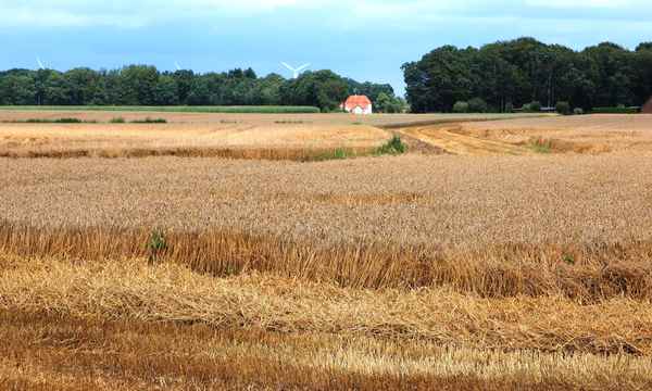 spuren im feld