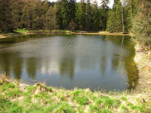 Im Glatzener Moor / 33