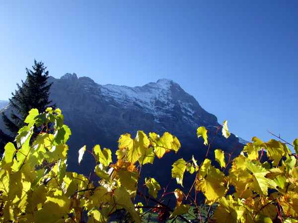 Herbstlaub vor dem Eiger