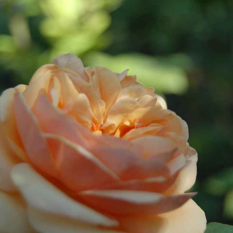 Rose in Champanier