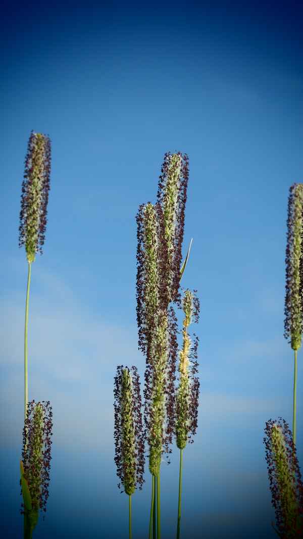 blühende gräser vor himmelblau