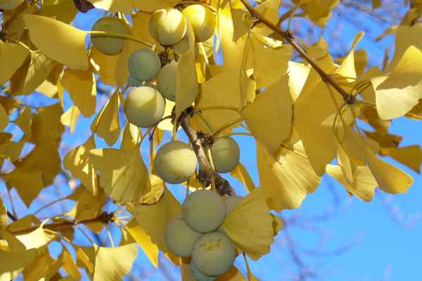 Ginkgo im Herbst 1