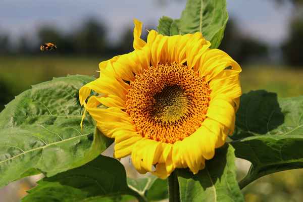 mit der sonne um die wette strahlen