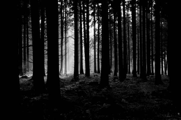 Dämmerung