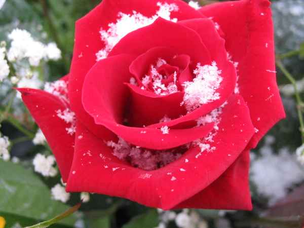 Rose im Schnee