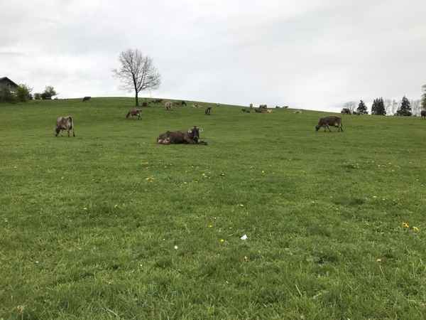 Rinderherde im Allgäu 1 / Foto: Alexander Hauk