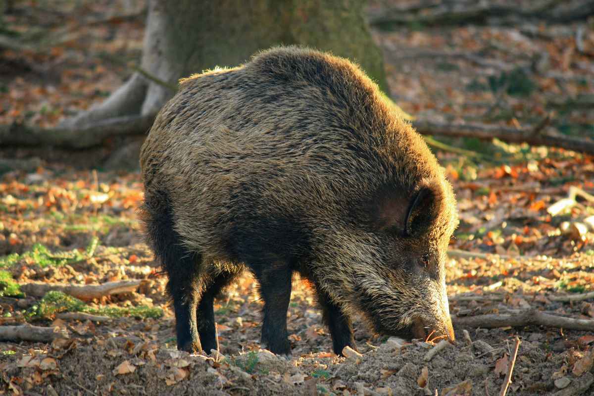 Wildschwein