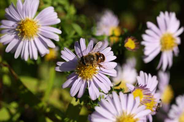 Herbstaster mit Besuch