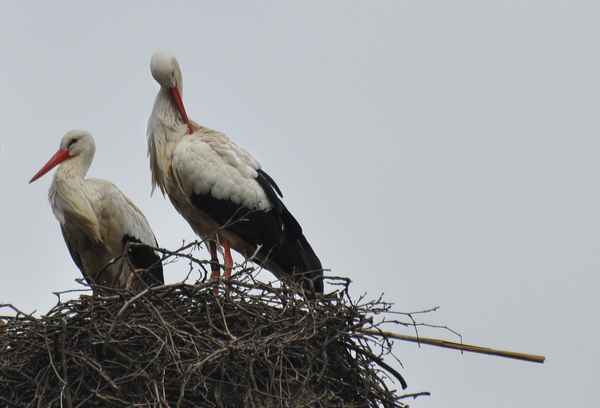 Storchenpaar