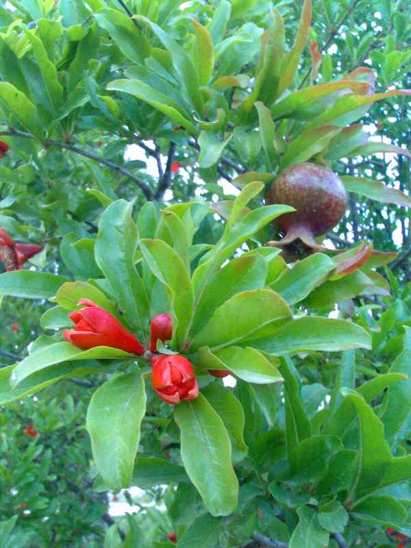 Granatapfel mit Blüte