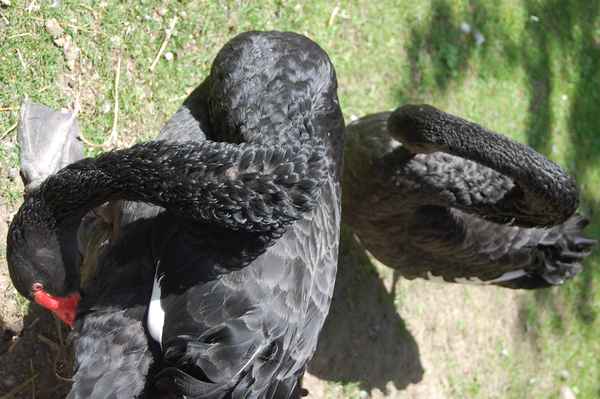 Schwarzes Schwanenpaar 3